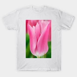 Tulipa  &#39;China Pink&#39;  AGM   Lily-flowered Group  Tulip T-Shirt